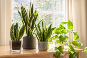 The Benefits of Having Indoor Plants