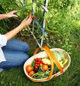 How to Start a Vegetable Garden: A Step-by-Step Guide