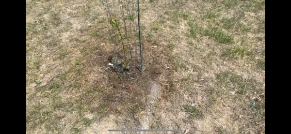 Defending Trees from Deer and Rabbits: DIY Tree Protection with Fence Wire Wrapping