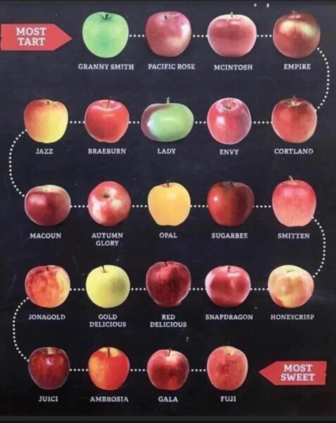 Apples for All: Discover the Popular Varieties Worth Growing