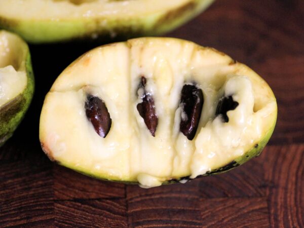 Delights of Pawpaw Trees: Explore Popular Varieties and Reasons to Choose Them
