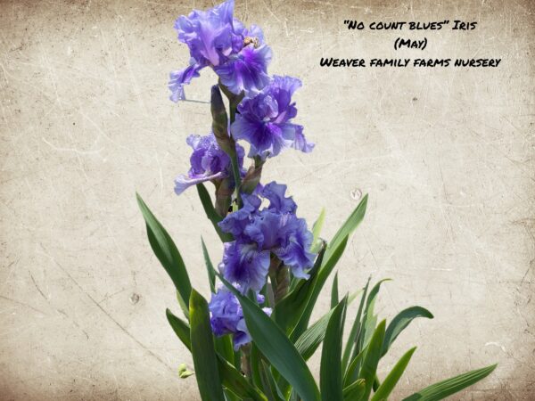 No Count Blues Iris: A Stunning Addition to Your Garden