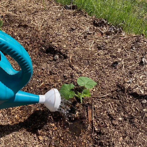 How Often Should You Water Your Garden?