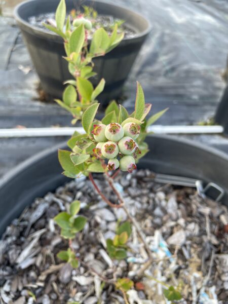 Exploring the Delights of Ripe Blueberries: A Guide to Growing Blueberries and the Role of Pollinators