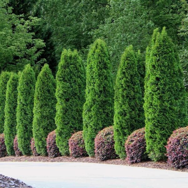 Emerald Green Arborvitae: Enhance Your Landscape with Evergreen Beauty