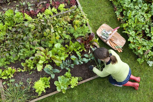 Easy-to-Grow Plants for Beginner Gardeners