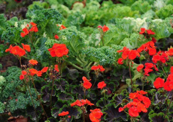 How to Choose Plants That Will Thrive in Your Climate