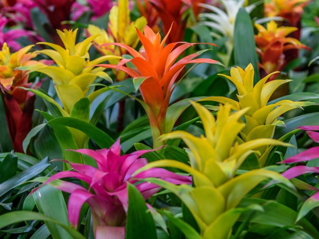 10 Hot and Humid Marvels: Plants That Thrive in Tropical Paradise