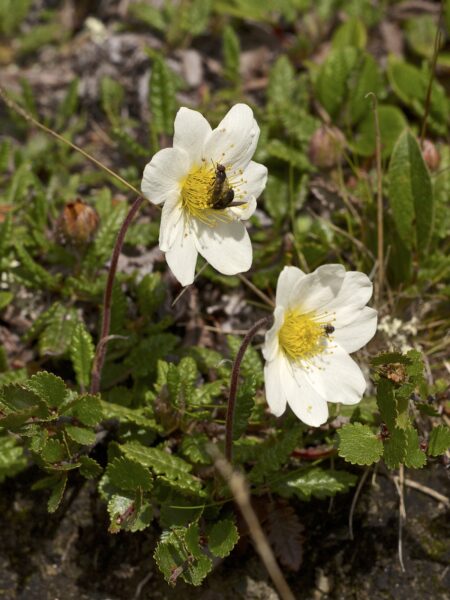 10 Cold-Weather Survivors: Plants That Thrive in Dry Arctic Conditions