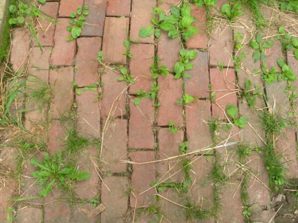 Homemade Vinegar Weed Killer: A Natural and Effective Solution