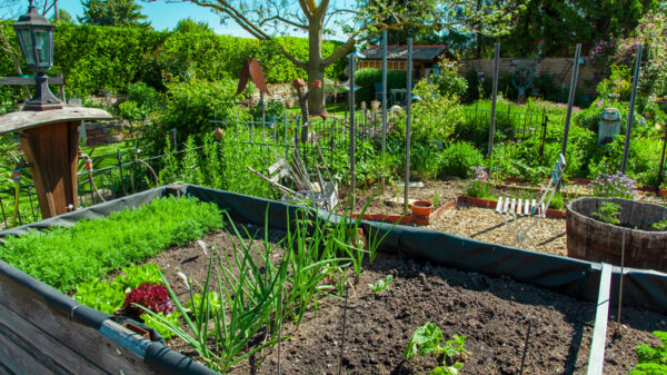 Top Tips for Maintaining a Healthy Garden