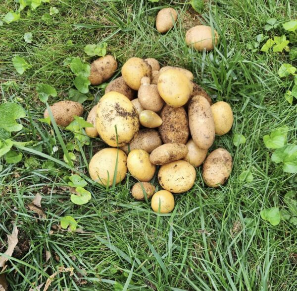 Accidentally Growing Potatoes in a Compost Bin: Is It Safe to Eat Them?
