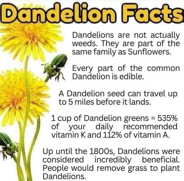 The Amazing Dandelion: Unveiling the Truth and Benefits