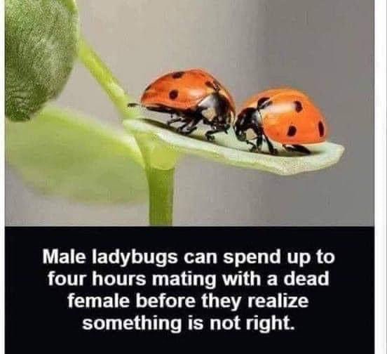 The Curious Case of Male Ladybugs: Mating Mishaps and Misfortune