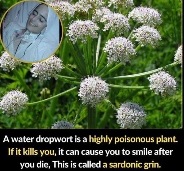 The Water Dropwort: A Deadly Plant with a Deceptive Smile