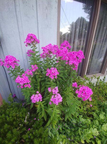 Propagating Phlox: A Guide to Multiplying Your Garden&#8217;s Beauty