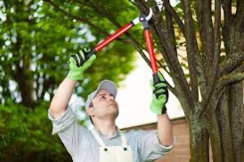 The Impact of Pruning on Tree Growth