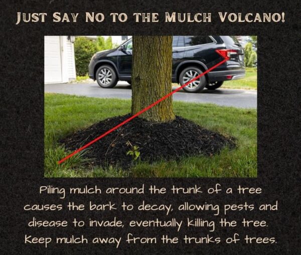 Mulch with Care: Avoiding the Dreaded Mulch Volcano for Healthier Trees
