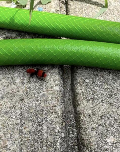 Exploring the Velvet Ant: Intriguing Insights for Garden Enthusiasts