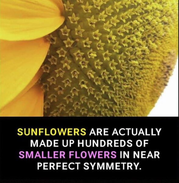 The Marvelous Sunflower: A Symphony of Tiny Blooms