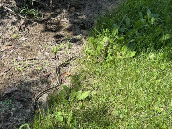 the Marvels of Garter Snakes: Nature&#8217;s Guardians of the Garden
