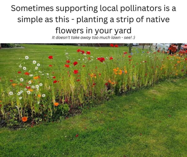 Nurturing Nature: A Blossoming Haven for Pollinators in Your Garden