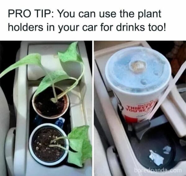 The Wild World of Cup Holders: Unconventional Uses and the Plant People&#8217;s Secret