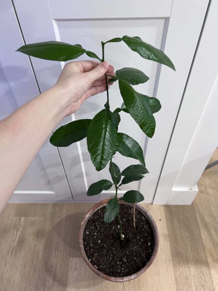 Troubleshooting an Indoor Lemon Tree: Unlocking the Secrets to Growth