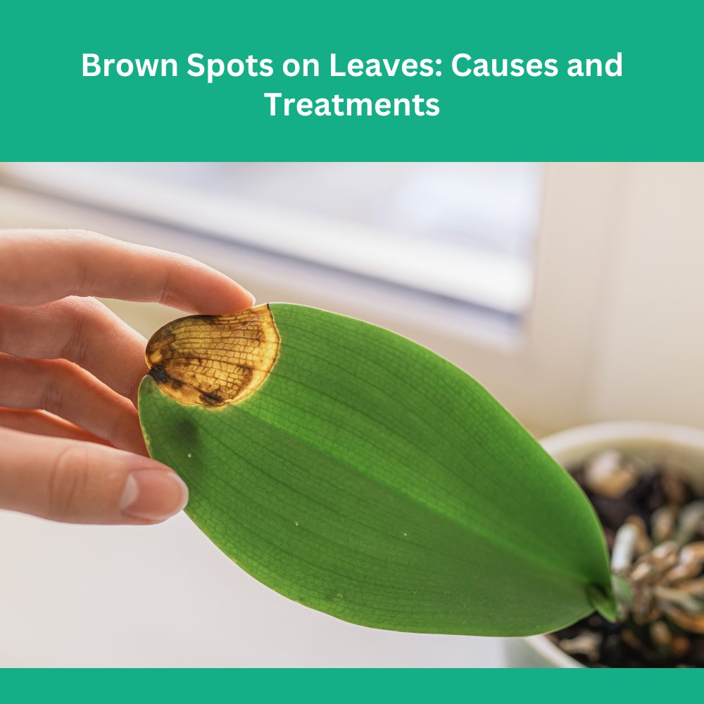 Decoding Brown Spots on Leaves: A Gardener&#8217;s Guide to Causes and Remedies