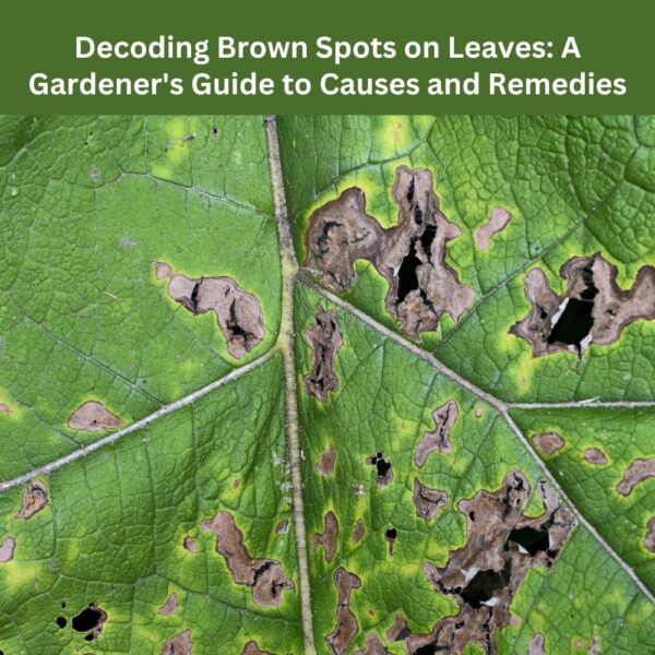 Unraveling the Enigma of Brown Spots on Plant Leaves: A Gardener&#8217;s Deep Dive