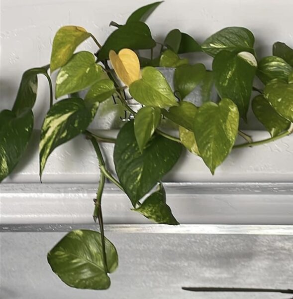 Understanding Yellow Leaves on Pothos: Causes and Solutions
