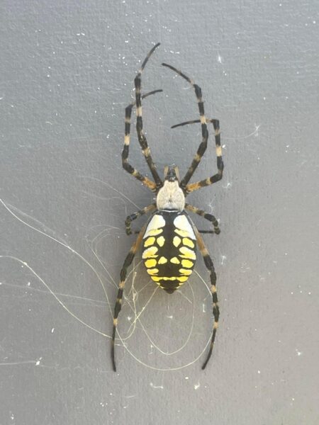 The Common Garden Spider: A Gentle Giant in American Backyards