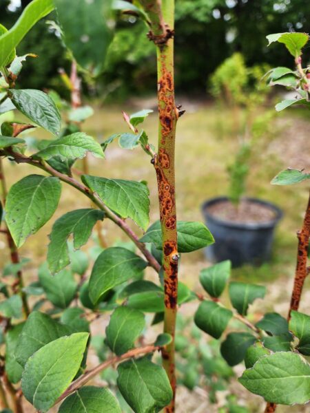 Stem Blight on Blueberry Bushes: What You Need to Know