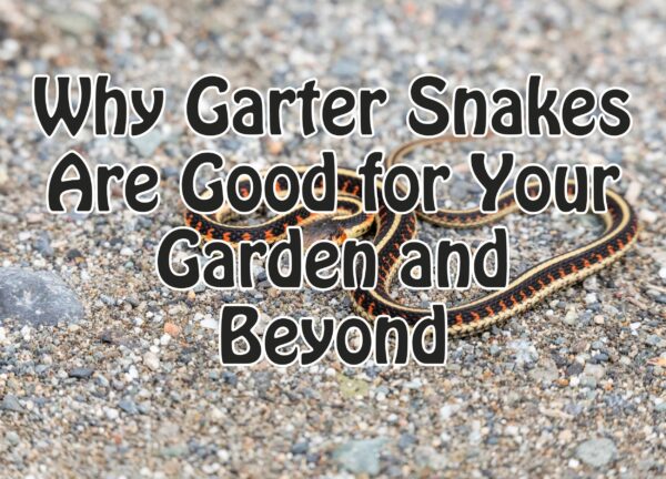 Why Garter Snakes Are Good for Your Garden and Beyond