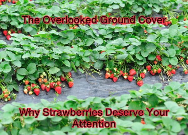 The Overlooked Gem of Ground Cover: Why Strawberries Deserve Your Attention