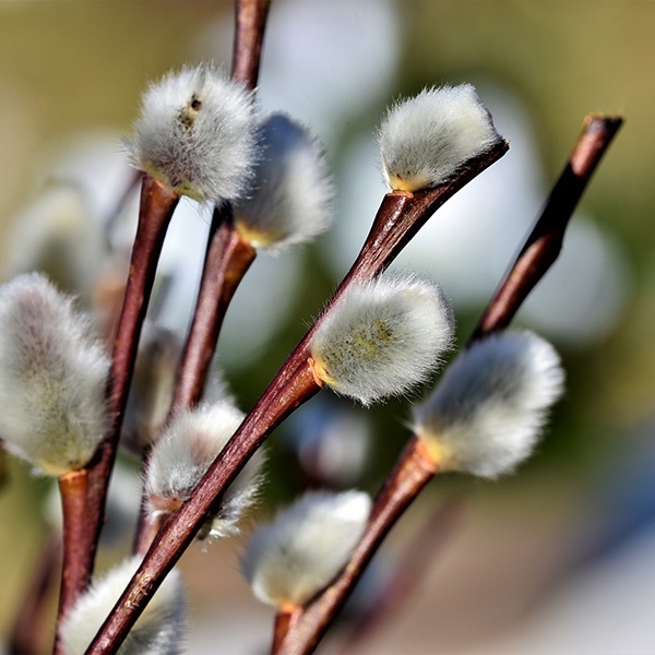 Unlocking the Potential of Pussy Willow Branches: Creative and Practical Uses You&#8217;ll Love