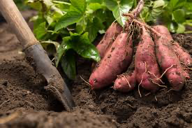 The Sweet Truth: Can You Eat Freshly Harvested Sweet Potatoes?