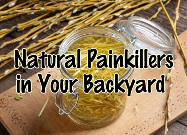 Natural Painkillers You Can Cultivate at Home