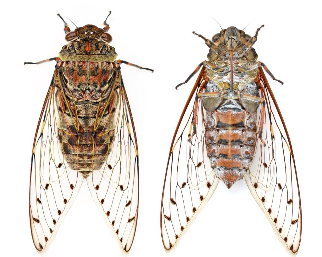 Cicada too and bottom drawing 