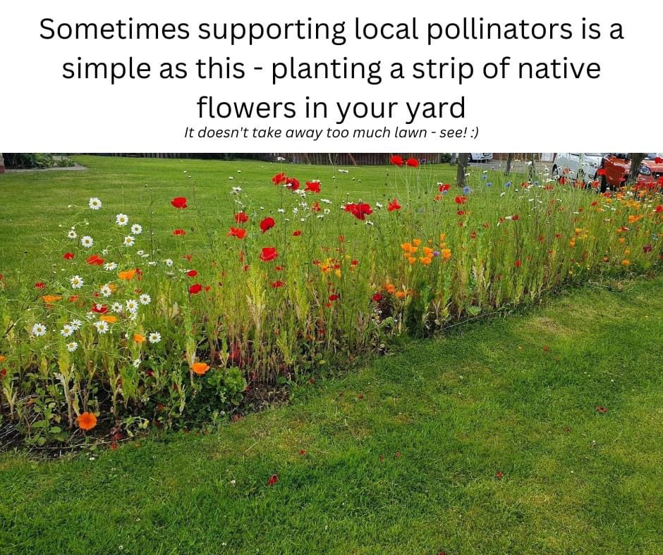 Enhancing Biodiversity: A Simple Act of Kindness for Pollinators