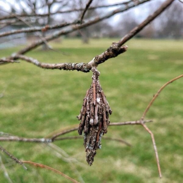 Arborist Alert: Remove This Hidden Danger from Your Trees Before Spring!