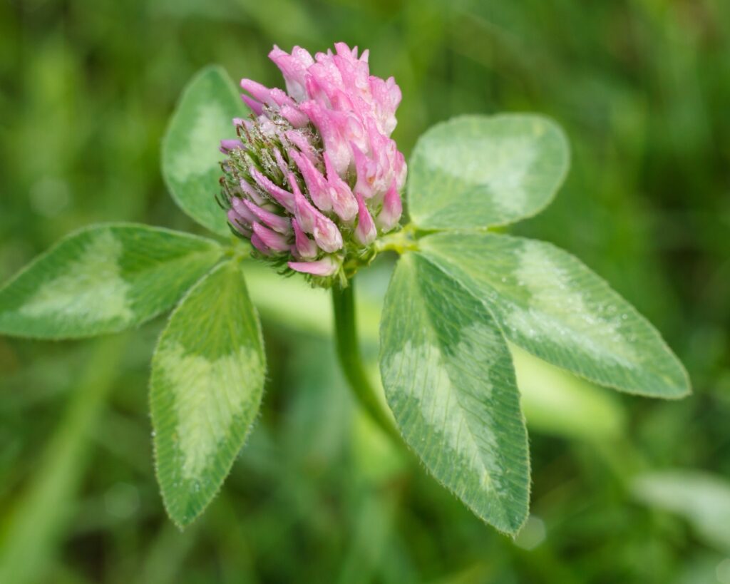 Clover blooming 