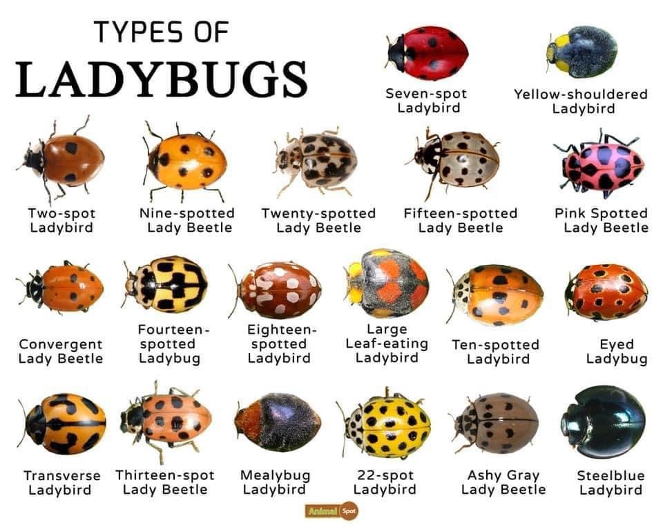 Many types of ladybugs 