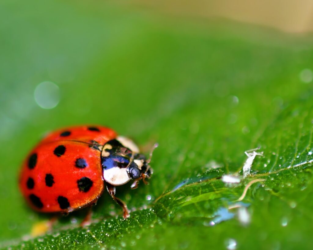 Ladybug on plant 