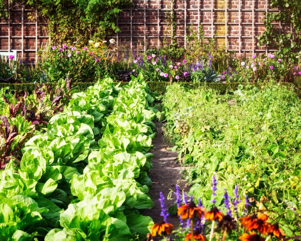 Maximizing Space: A 25&#215;50 ft Victory Garden Plan for Families