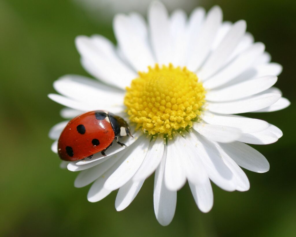 Beyond Pest Control: The Role of Ladybugs in a Holistic Garden Ecosystem