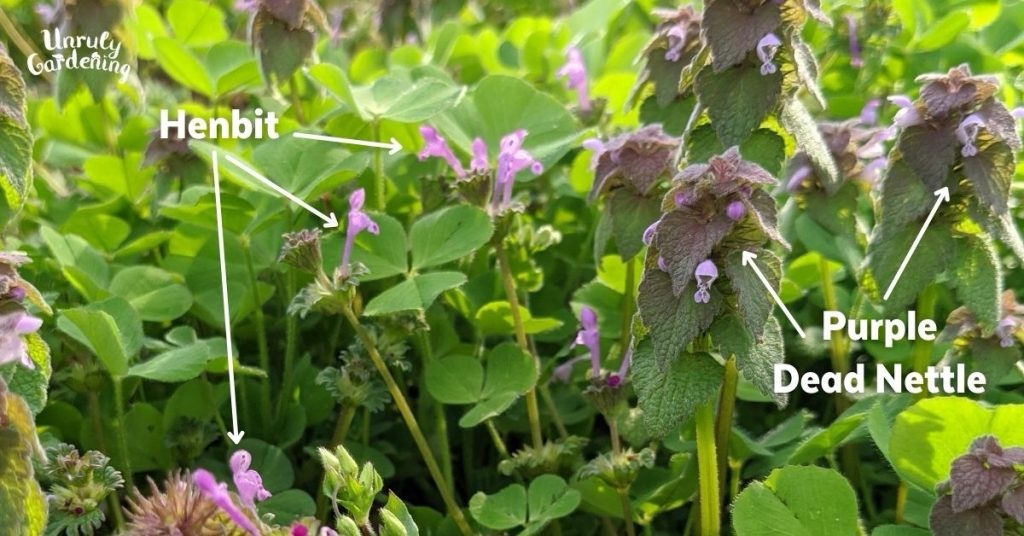 Henbit vs. Similar Species: A Guide to Accurate Identification