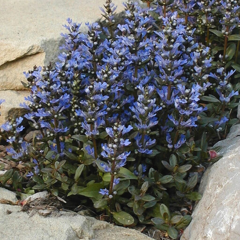 Ajuga and Other Ground Covers for a Vibrant Garden
