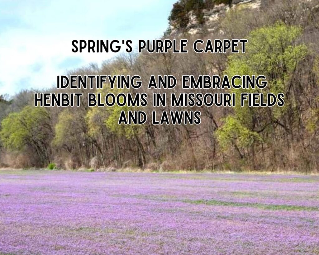 Henbit Blooms in Missouri: A Guide to Spring's Purple Carpet